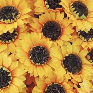 Meet your Posher, Ann